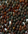 Asta Sorsa ( Mustard Seed )